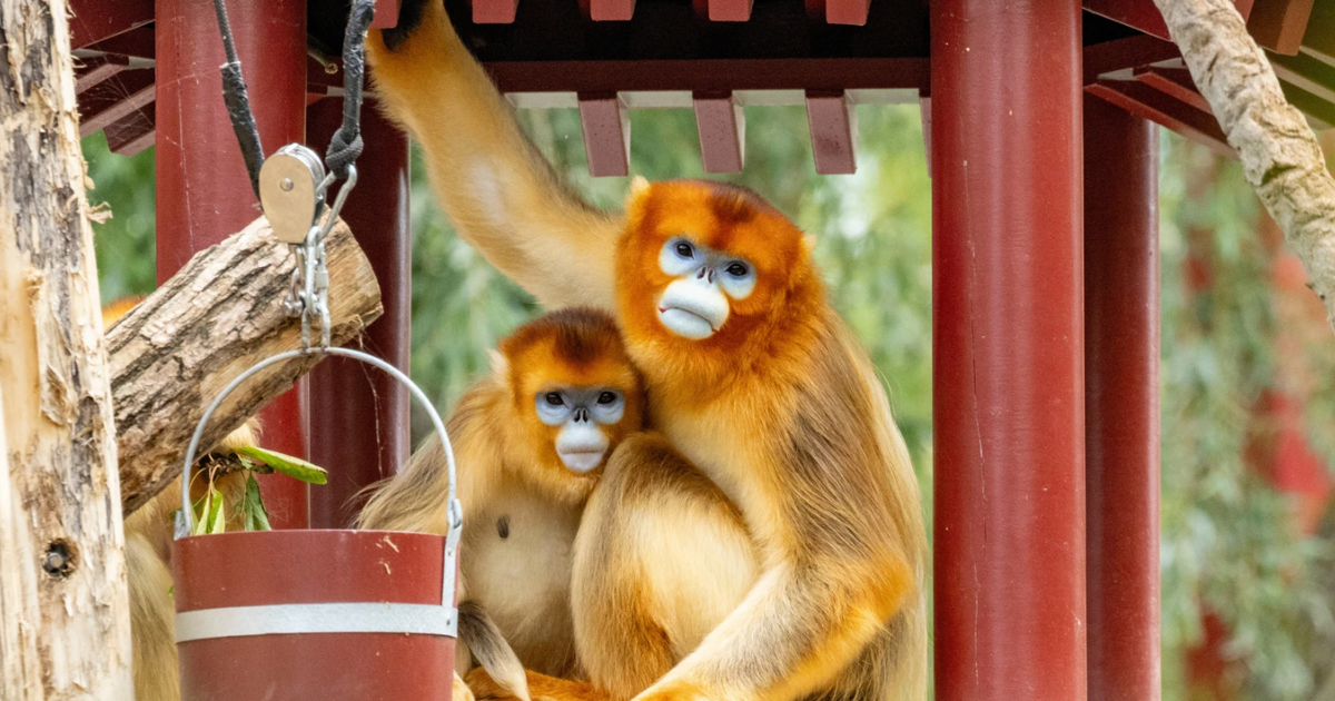 Khỉ l&ocirc;ng v&agrave;ng tiếp nối &#039;ngoại giao gấu tr&uacute;c&#039; của Trung Quốc