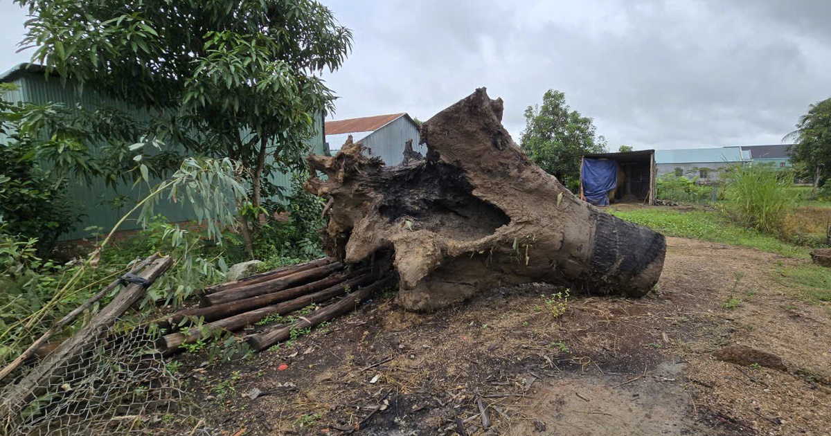 Ph&aacute; n&aacute;t bờ s&ocirc;ng Ayun khai th&aacute;c gỗ lạ