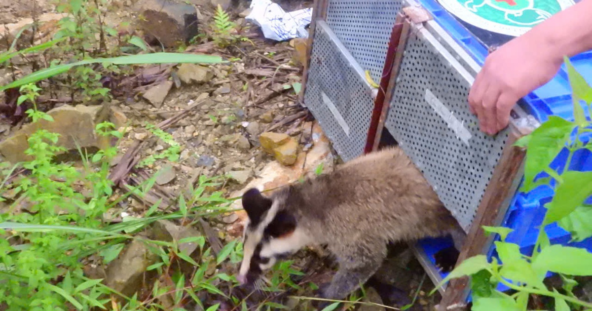 T&aacute;i thả 91 động vật rừng nguy cấp, qu&yacute; hiếm về Vườn quốc gia Tam Đảo