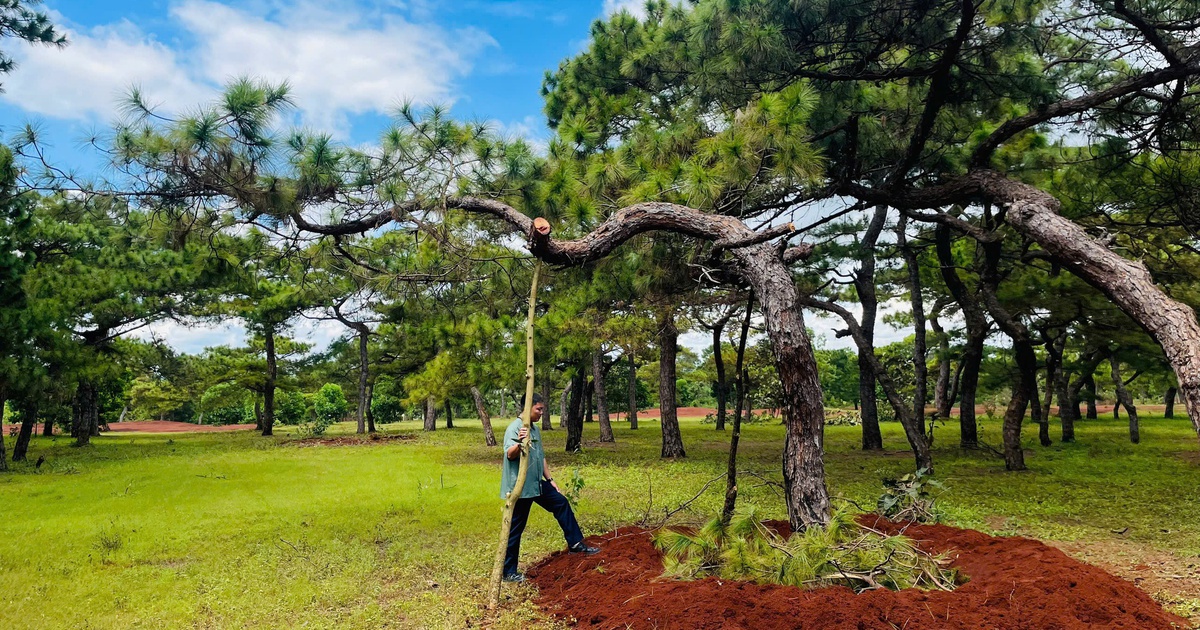 Gia Lai: Y&ecirc;u cầu FLC tăng cường bảo vệ rừng th&ocirc;ng cổ thụ Đăk Đoa