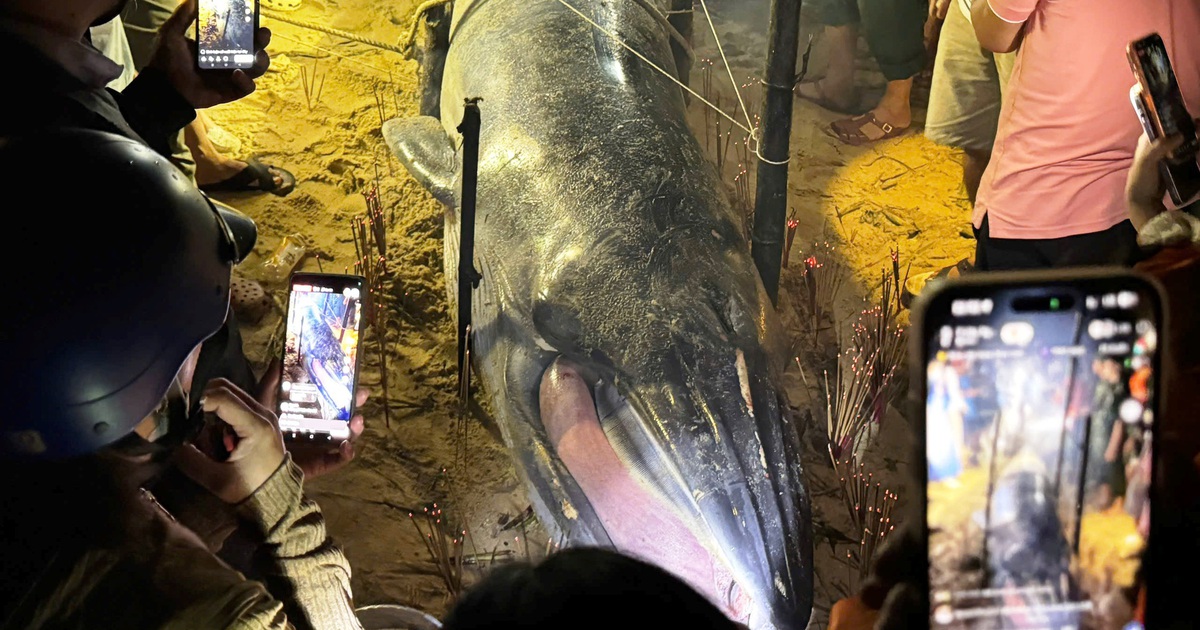 X&aacute;c c&aacute; voi d&agrave;i 4 m tr&ocirc;i dạt v&agrave;o b&atilde;i tắm Li&ecirc;n Chiểu Đ&agrave; Nẵng