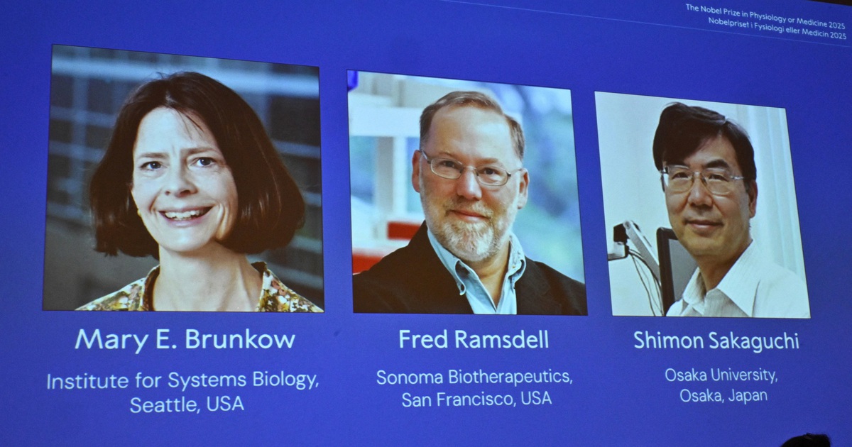 Nobel Y sinh 2025 gọi t&ecirc;n kh&aacute;m ph&aacute; về khả năng dung nạp miễn dịch ngoại bi&ecirc;n