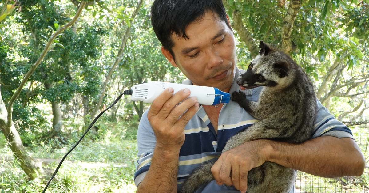 Độc lạ miền T&acirc;y: Nu&ocirc;i bầy chồn hương như th&uacute; cưng, tắm 2 lần/ng&agrave;y như spa