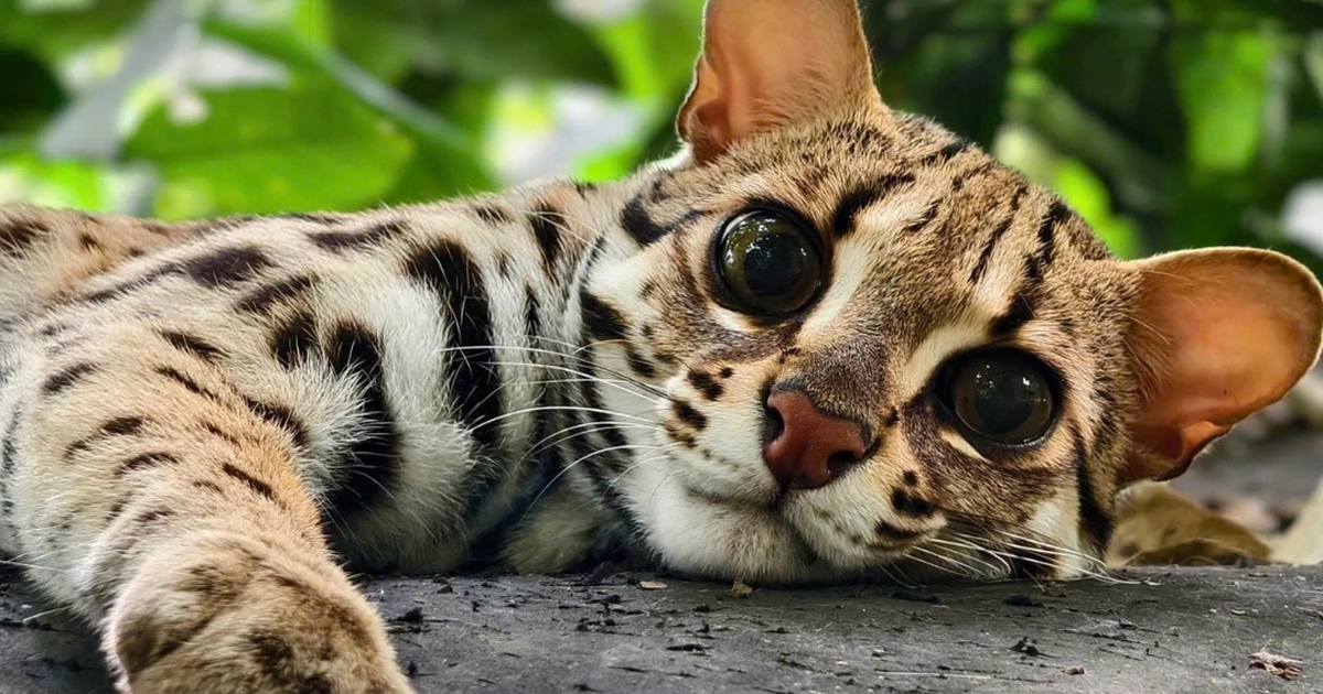 Chuyện về Mừng - chú mèo rừng với vẻ đẹp hoang dã khiến dân mạng say mê