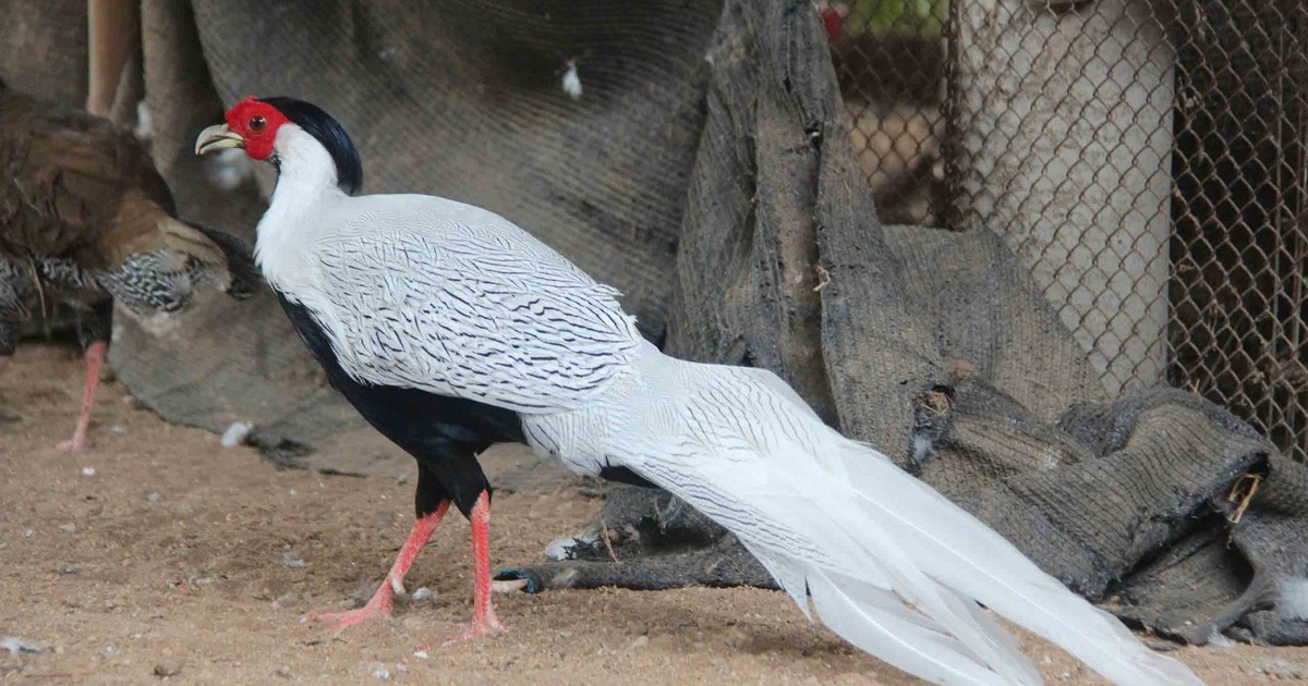 Bỏ phố về quê nuôi chim trĩ, kỹ sư trẻ thu nhập hàng tỉ đồng