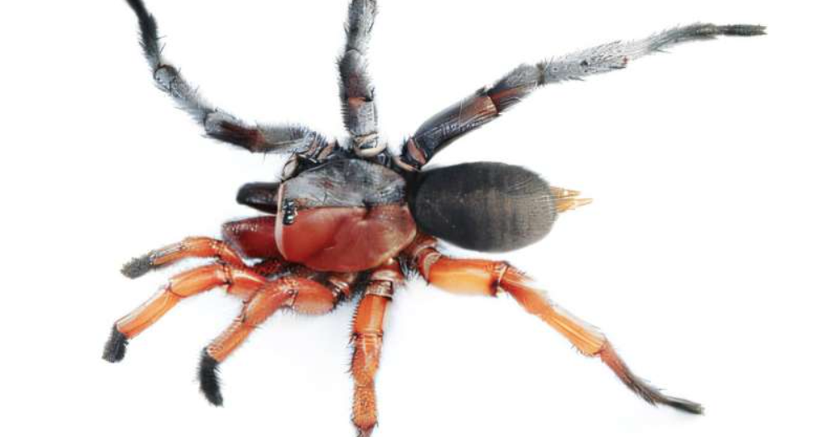 Ph&aacute;t hiện nhện &#039;nửa đực nửa c&aacute;i&#039;