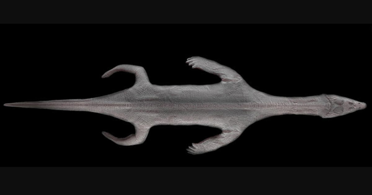 H&oacute;a thạch &lsquo;qu&aacute;i vật biển&rsquo; c&ograve;n nguy&ecirc;n da 240 triệu năm tuổi