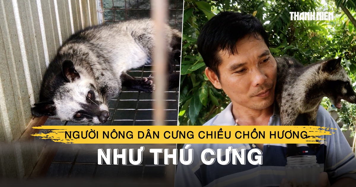 Người nông dân miền Tây làm đẹp, cưng chiều chồn hương như thú cưng