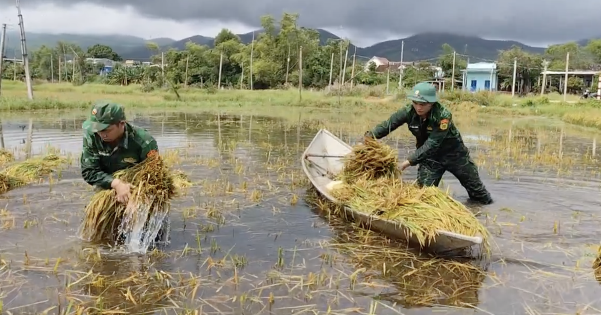 Bộ đội biên phòng giúp dân gặt lúa chạy lũ