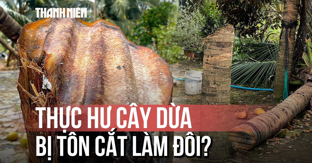 Tranh cãi tôn bay cắt đôi cây dừa: Chủ nhà kể chi tiết quan trọng khẳng định là thật