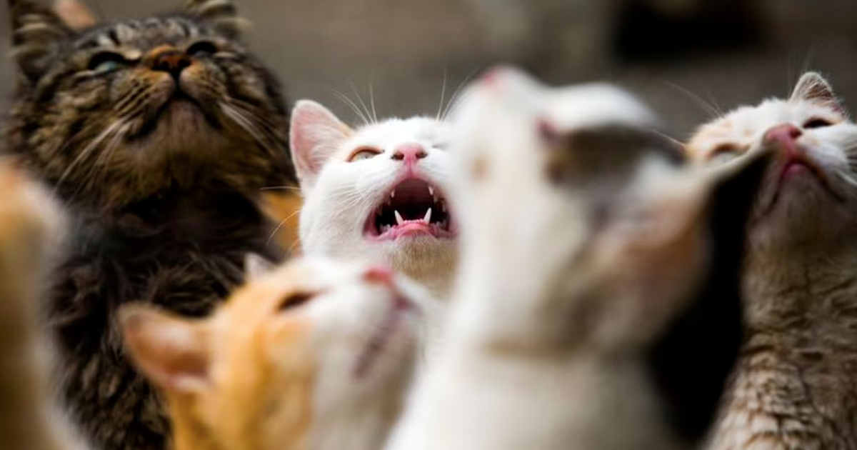 Phóng sinh hóa thảm kịch khi 1.100 con mèo được thả gần hồ chứa nước