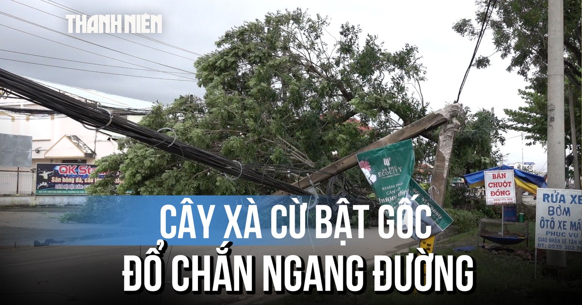 Cây xà cừ bật gốc, đổ chắn ngang đường giữa trưa ở Cần Thơ