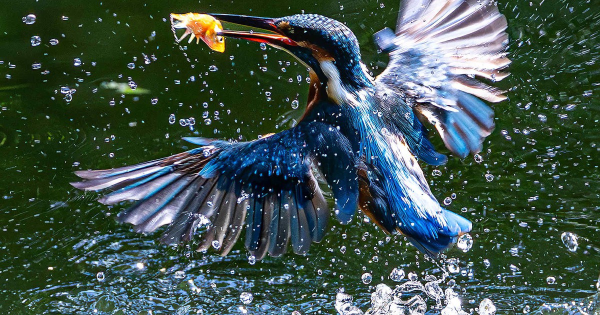 Khoảnh khắc chim b&oacute;i c&aacute; lao như mũi t&ecirc;n, săn mồi cực nhanh ở TP.HCM