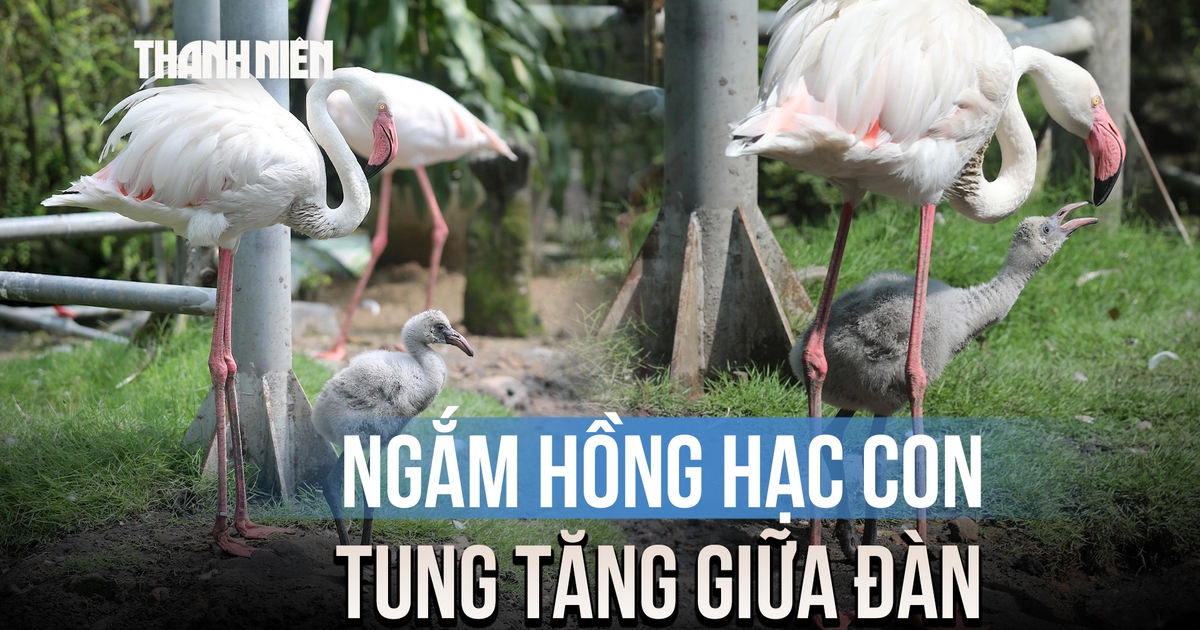 Hồng hạc con mới nở tung tăng giữa đàn ở Thảo Cầm Viên sau 20 năm chờ đợi