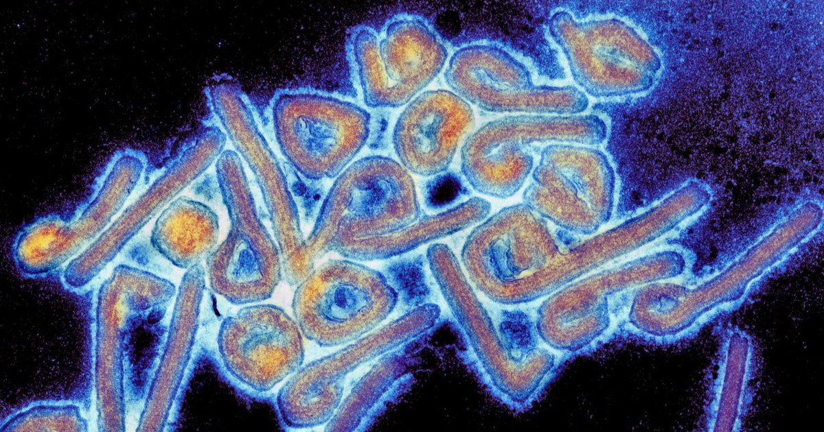 Ethiopia b&ugrave;ng ph&aacute;t virus Marburg, tỷ lệ tử vong cao ngang Ebola