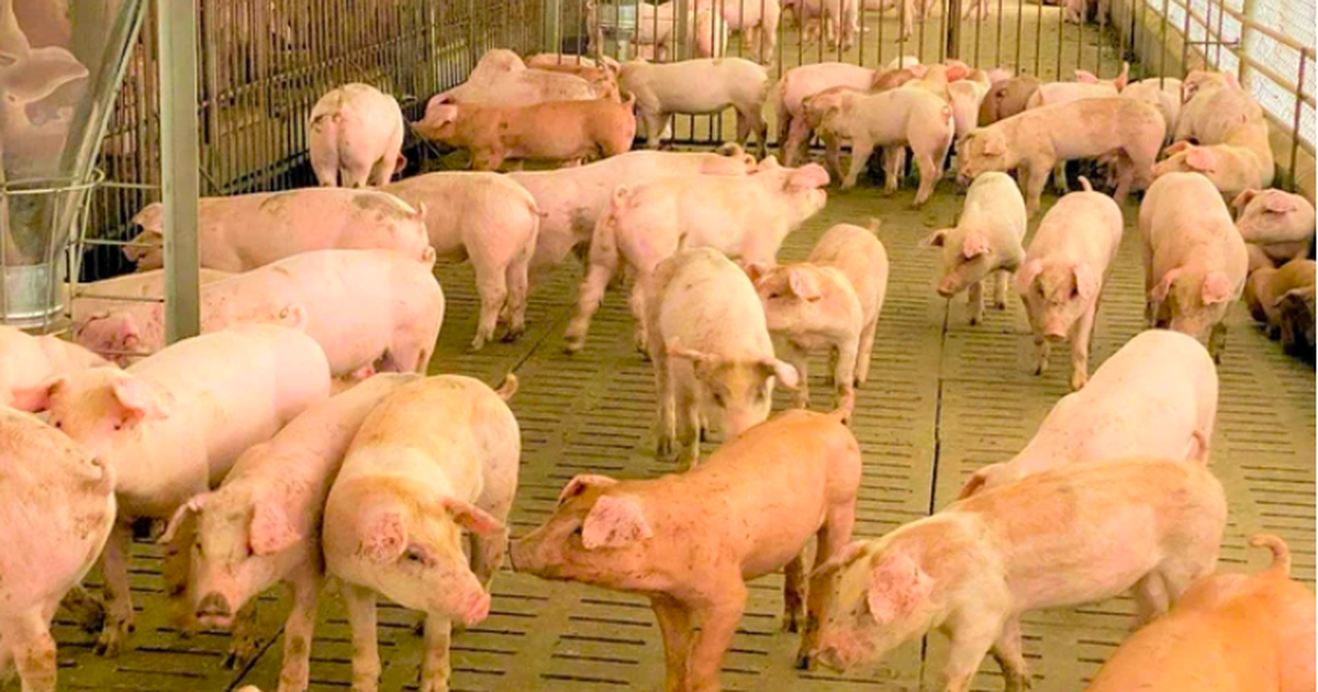 Giá heo hơi hôm nay 17.11.2025: Đã có dấu hiệu hồi phục? 