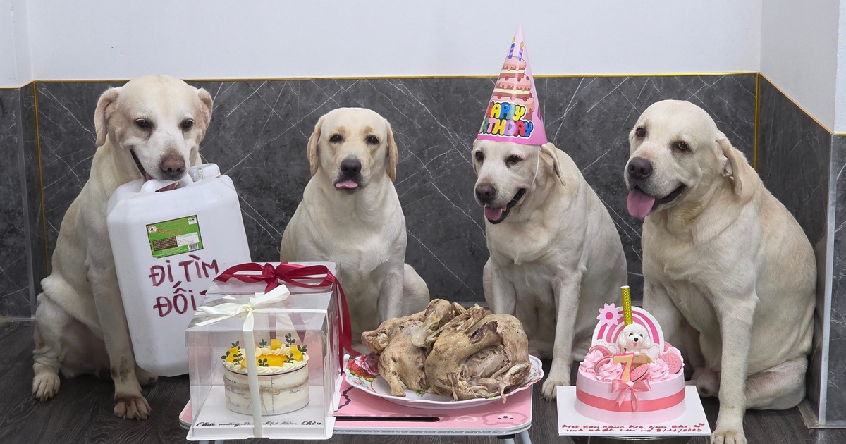 Nu&ocirc;i ch&oacute; giải buồn, ai ngờ lấy được vợ: Chuyện về ch&uacute; ch&oacute; Củ Cải se duy&ecirc;n cho &ocirc;ng chủ