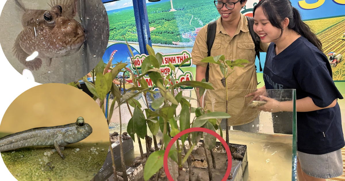 Ngắm cá biết leo cây độc lạ tại lễ hội ẩm thực cua Cà Mau ở TP.HCM