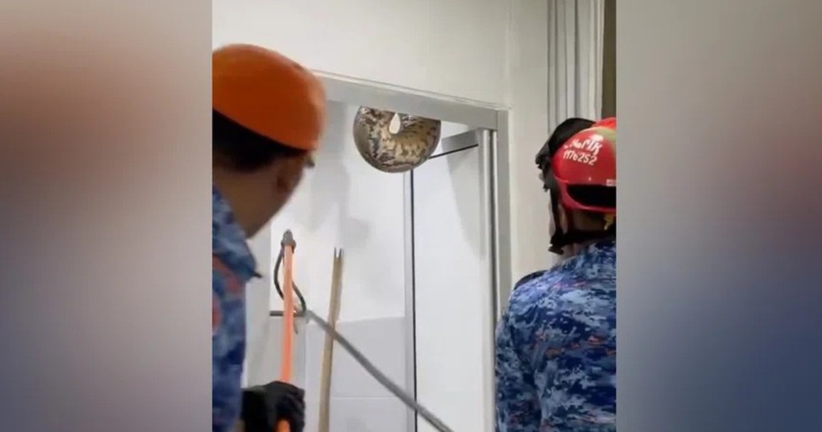 Kinh hãi khi phát hiện con trăn 60 kg từ trần nhà tắm