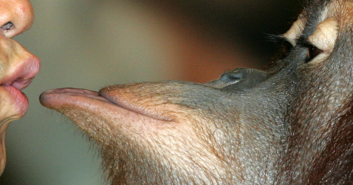 Nụ h&ocirc;n đầu ti&ecirc;n từ 20 triệu năm trước, kh&ocirc;ng phải ở người