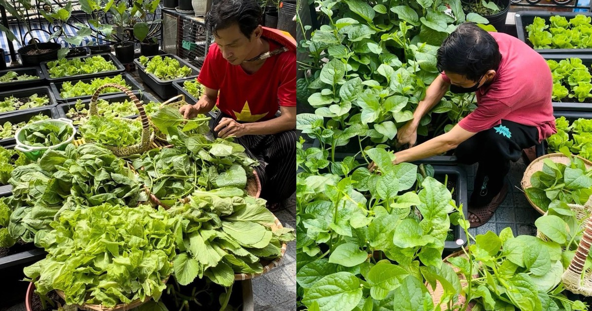 Vườn rau sân thượng xanh mướt ở TP.HCM: Bí quyết từ… bã đậu nành và cá