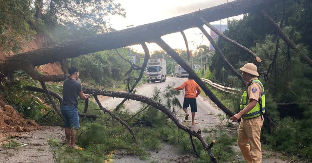 Thông cổ thụ bật gốc, QL27 nối Đà Lạt - Phan Rang ách tắc 2 giờ
