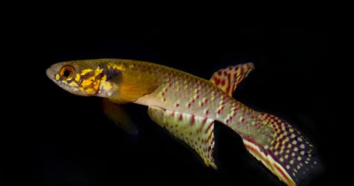 Loài cá tưởng đã tuyệt chủng bất ngờ được tìm thấy