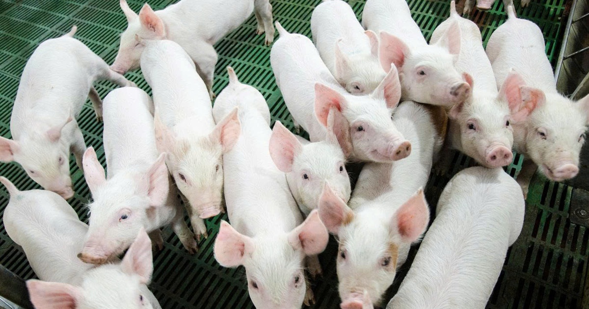 Nông nghiệp Hòa Phát lần đầu chào bán 30 triệu cổ phiếu ra công chúng