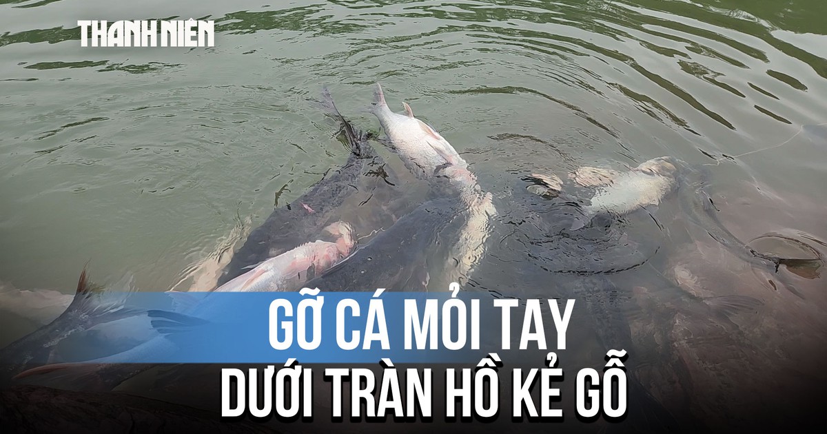 Hồ Kẻ Gỗ đóng cửa xả tràn: Người dân kéo cá mỏi tay, thu tiền triệu