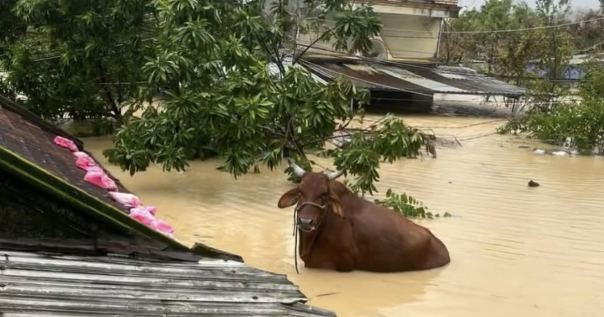 Bò mắc kẹt trên mái nhà trong lũ: Chủ nhà lo sập nhưng áy náy khi nghĩ lại