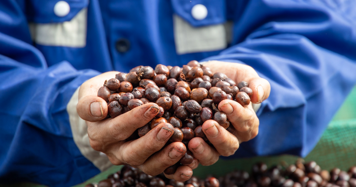 Sắp diễn ra lễ hội di sản cà phê toàn cầu lần đầu tiên tại Lâm Đồng