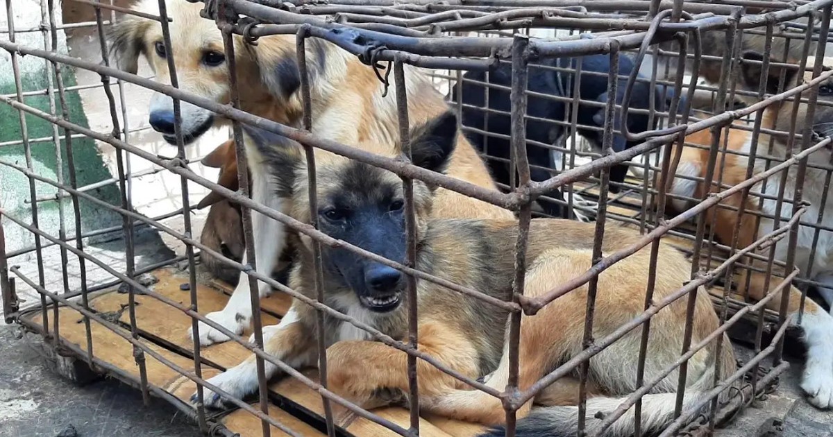 Jakarta ra tối hậu thư cho c&aacute;c l&ograve; mổ, chấm dứt việc bu&ocirc;n b&aacute;n thịt ch&oacute;