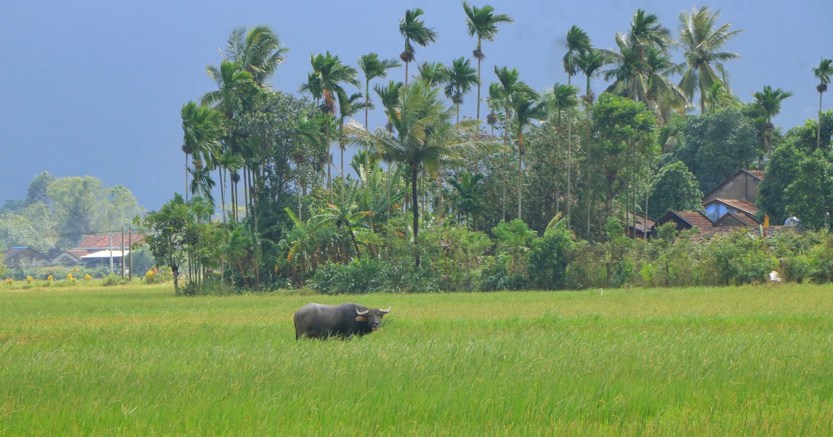 Ng&agrave;y lũ dữ - ng&agrave;y nắng l&ecirc;n: Ph&uacute; Y&ecirc;n cũ trong khung h&igrave;nh đối lập đến nghẹn l&ograve;ng