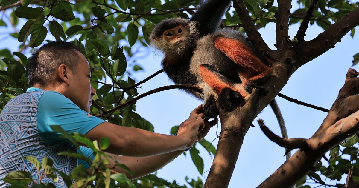 Voọc ch&agrave; v&aacute; ch&acirc;n n&acirc;u qu&yacute; hiếm: Khoảnh khắc giải cứu tr&ecirc;n b&aacute;n đảo Sơn Tr&agrave;