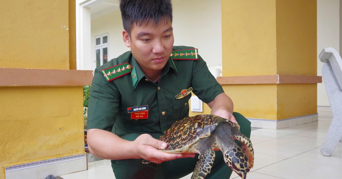 Quảng Ngãi: Thiếu nữ 16 tuổi phát hiện đồi mồi quý hiếm, nhờ biên phòng cứu hộ