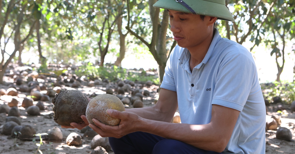 Bưởi, cam rụng đầy gốc, n&ocirc;ng d&acirc;n x&oacute;t xa 'nh&igrave;n vườn c&acirc;y như nh&igrave;n con l&acirc;m bệnh nặng'