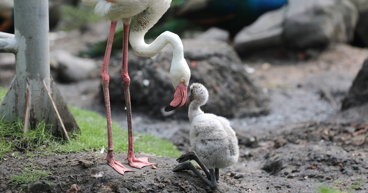 Sau gần 20 năm, Thảo Cầm Vi&ecirc;n S&agrave;i G&ograve;n đ&oacute;n chim hồng hạc con đầu ti&ecirc;n ch&agrave;o đời