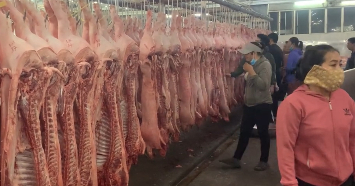 Giá heo hơi hôm nay 5.11.2025: Vì sao rớt thảm?