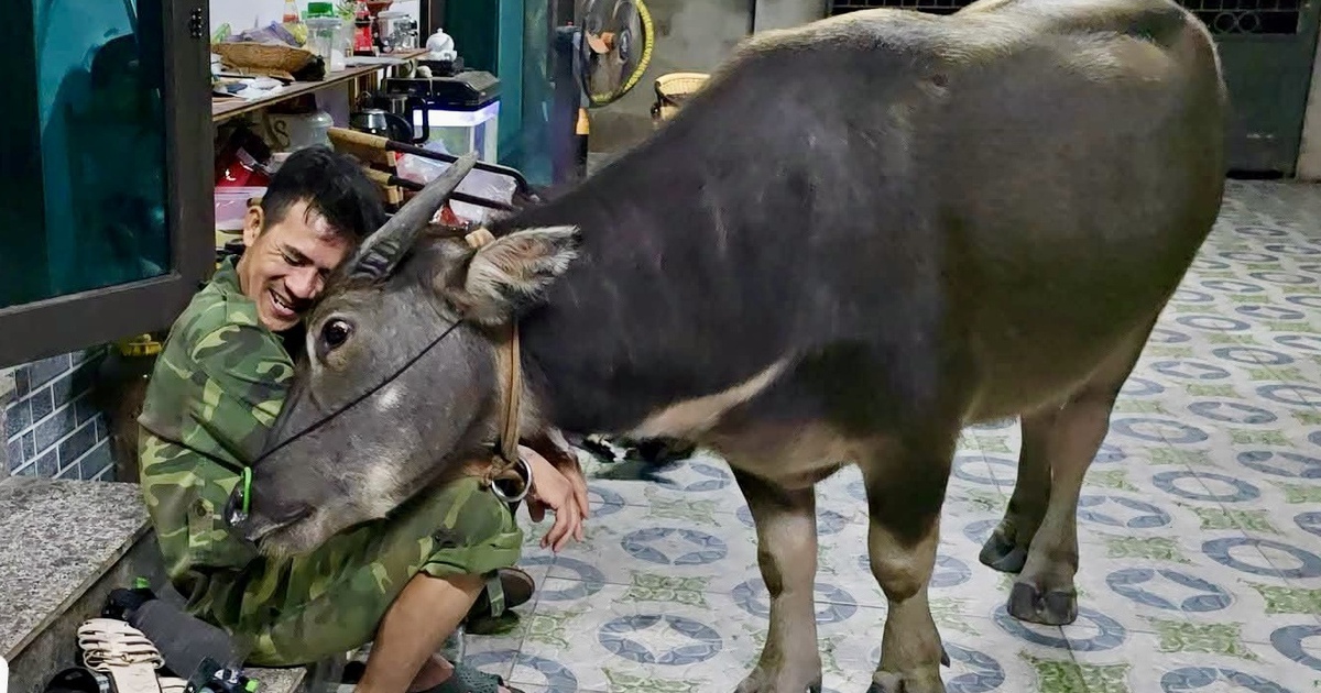 Chuyện về Mập - ch&uacute; tr&acirc;u mồ c&ocirc;i lớn nhanh như thổi nhưng vẫn th&iacute;ch l&agrave;m nũng