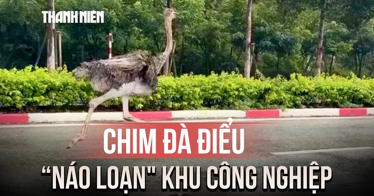 Độc lạ TP.HCM: Chim đà điểu cao gần 2 mét chạy rông trong khu công nghiệp