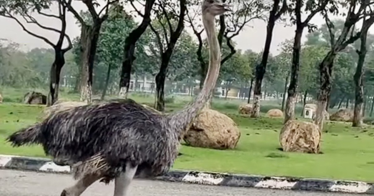 Chim đ&agrave; điểu bị tạm giữ đ&atilde; chết, cơ quan chức năng TP.HCM đưa đi ti&ecirc;u hủy