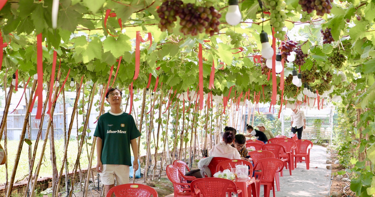 Quán cà phê hot nhất TP.HCM: Ngồi giữa vườn nho sai quả, tha hồ check-in sống ảo
