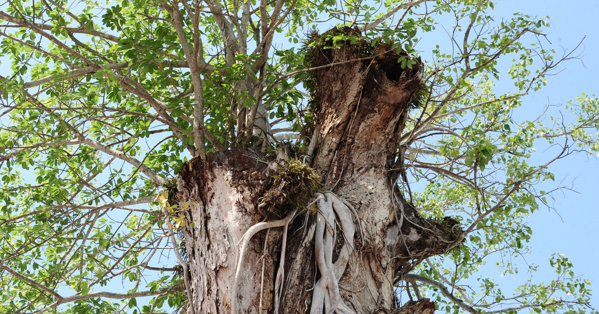 Độc đáo cây dầu cổ thụ hơn 300 tuổi: Chết mà như vẫn sống