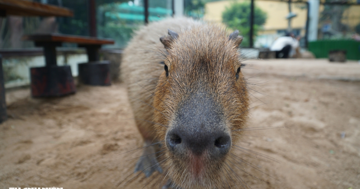 V&igrave; sao capybara ở Thảo Cầm Vi&ecirc;n S&agrave;i G&ograve;n l&uacute;c n&agrave;o cũng lim dim như buồn ngủ?