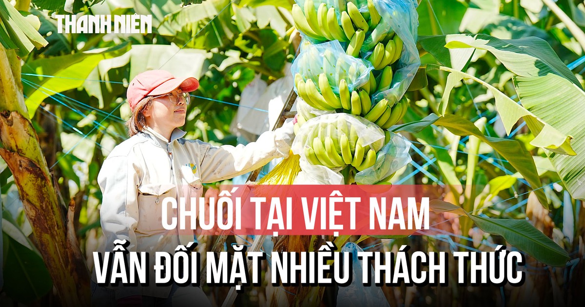 Vì sao xuất khẩu chuối tại Việt Nam vẫn đang là một thách thức lớn?