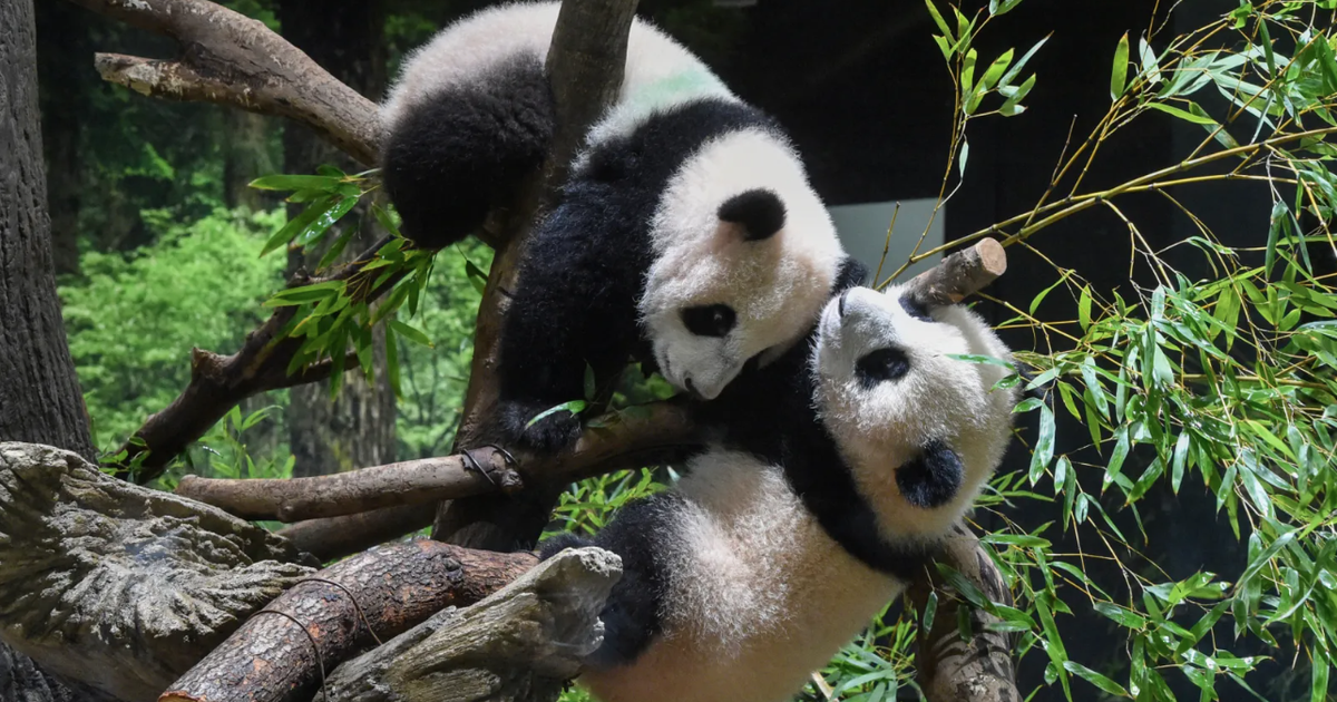 Nhật Bản sắp hồi hương hai gấu tr&uacute;c cuối c&ugrave;ng về Trung Quốc