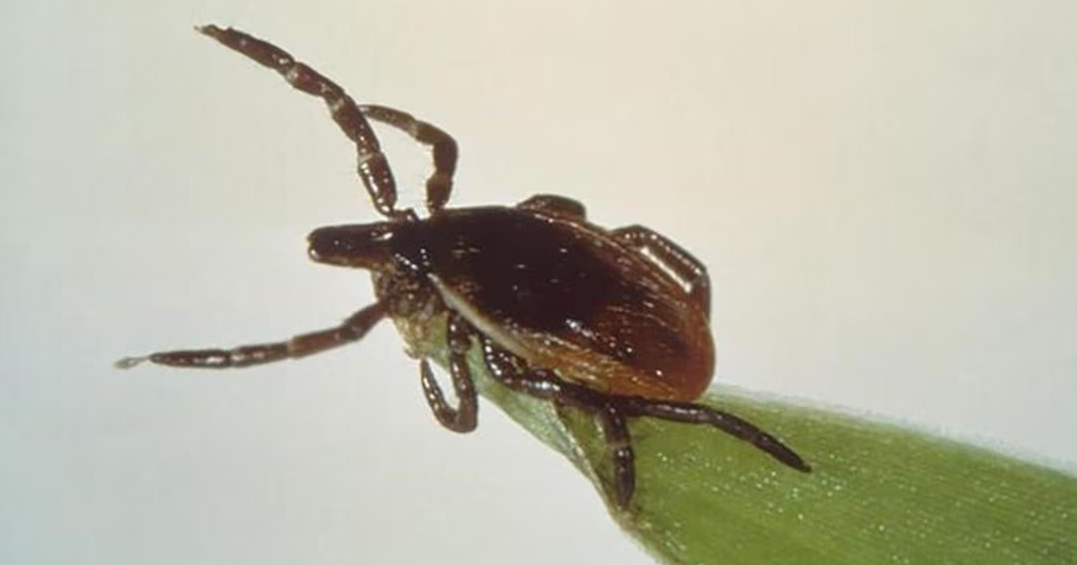 Qu&acirc;n đội Mỹ đối mặt điều tra về nghi &aacute;n 'vũ kh&iacute; h&oacute;a' ve truyền bệnh