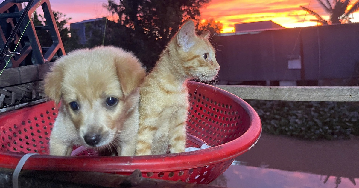 Chó mèo vốn khó hòa hợp, vậy mà cặp đôi Pâu - Pi thân thiết đến lạ