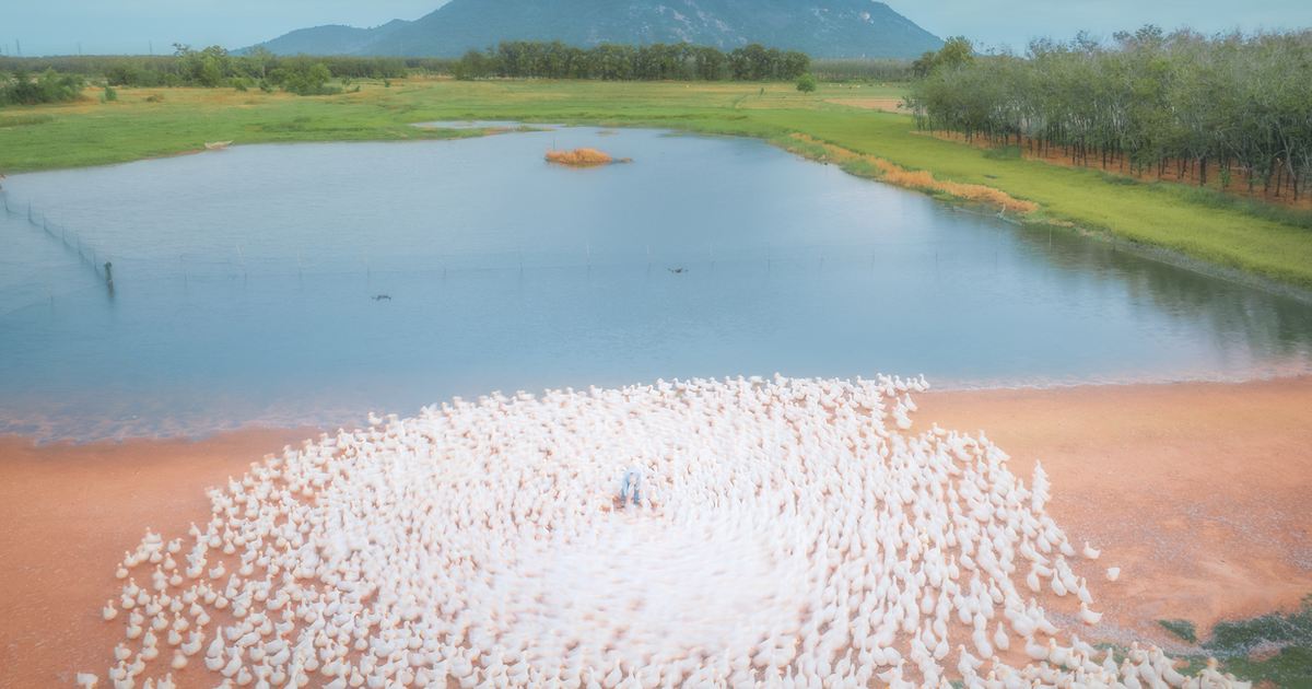 Cảnh choáng ngợp dưới chân núi Bà Đen: Bầy vịt đồng trắng như tuyết vây quanh chủ
