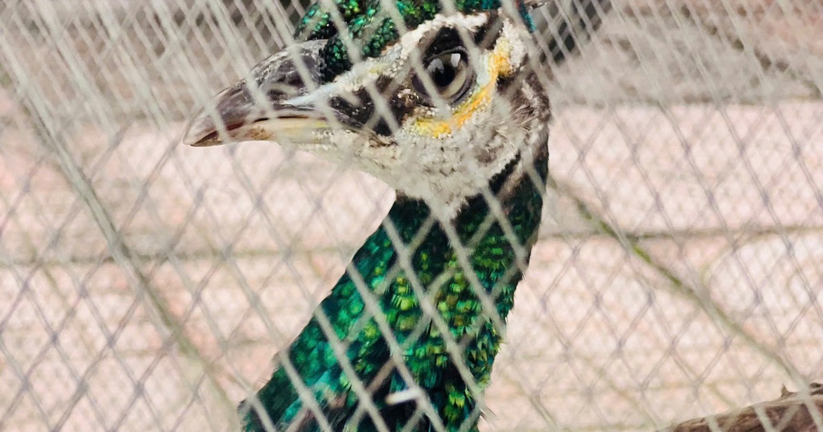 Chim công lục quý hiếm trong Sách đỏ bất ngờ 'ghé thăm' nhà dân